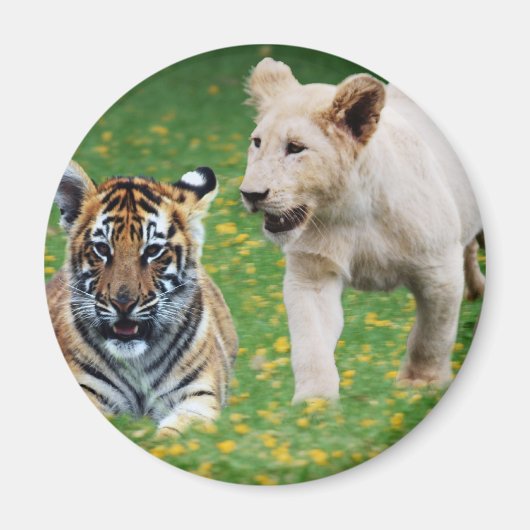 Lion & Tigerjungen spielen im Spiel Magnet (Vorne)