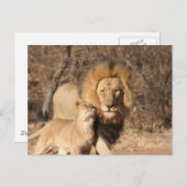 Lion und Lion Cub Postkarte (Vorne/Hinten)