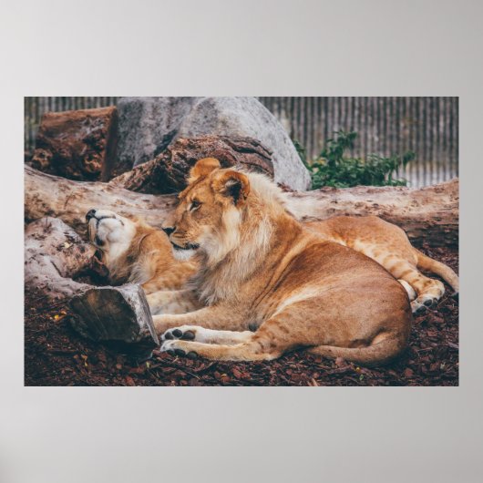 LION UND LIONESS AUF DER BROWNEN OBERFLÄCHE POSTER (Vorne)