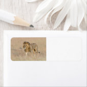 Lion Walking (Insitu)