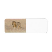 Lion Walking (Vorne)