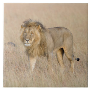 Lion Walking Fliese