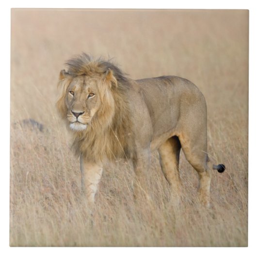 Lion Walking Fliese (Vorderseite)