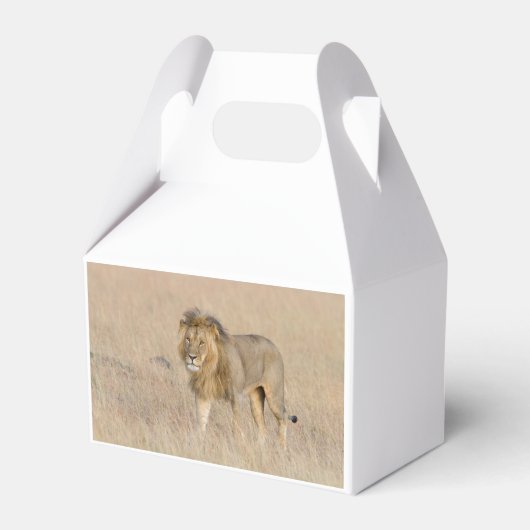 Lion Walking Geschenkschachtel (Rückseite)