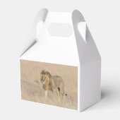Lion Walking Geschenkschachtel (Vorderseite)