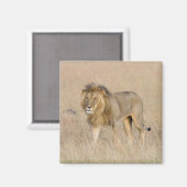 Lion Walking Magnet (Vorderseite/Rückseite)
