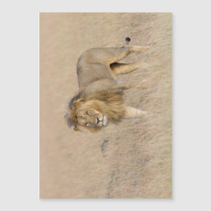 Lion Walking Magnetkarte