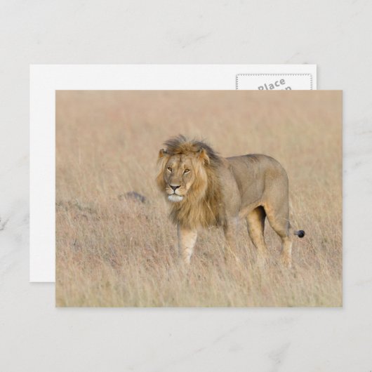 Lion Walking Postkarte (Vorne/Hinten)