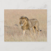 Lion Walking Postkarte (Vorderseite)
