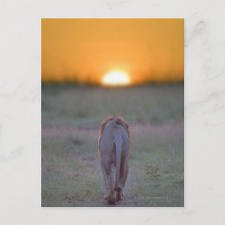 Lion Walking Postkarte