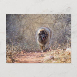 Lion Walking Postkarte