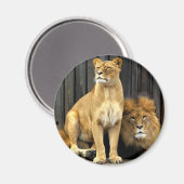 Lion - Warum sitzt ihr auf mir? Magnet (Vorderseite/Rückseite)