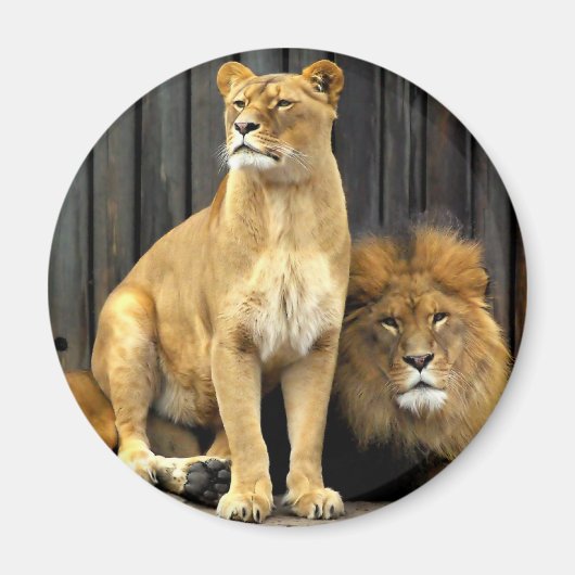 Lion - Warum sitzt ihr auf mir? Magnet (Vorne)