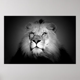 Lion - Wilde Tierfotografie Poster