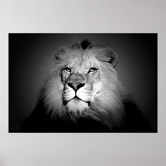 Lion - Wilde Tierfotografie Poster (Vorne)