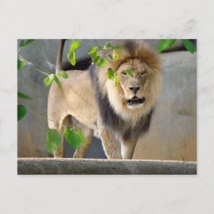 Lion Wildlife Postcard Postkarte