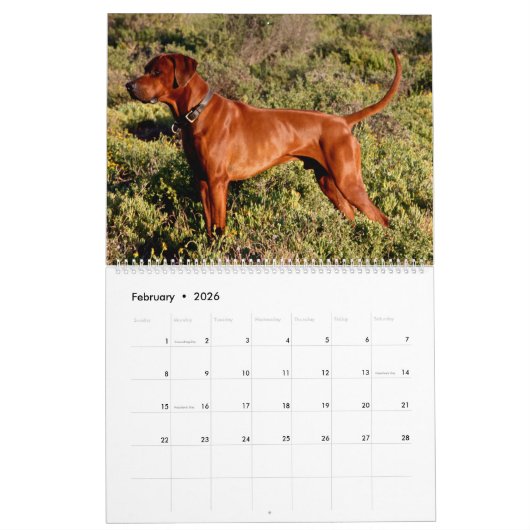 Liondog - Rhodesian Ridgeback Kalender 2019 (Feb 2026)