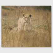 LIONEN IM GRASS GESCHENKPAPIER (Flach)