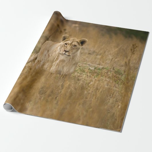 LIONEN IM GRASS GESCHENKPAPIER (Ungerollt)