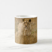 LIONEN IM GRASS KAFFEETASSE (Mittel)