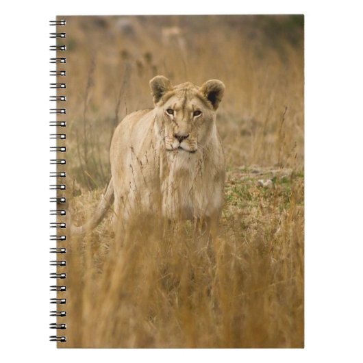 LIONEN IM GRASS NOTIZBLOCK (Vorderseite)