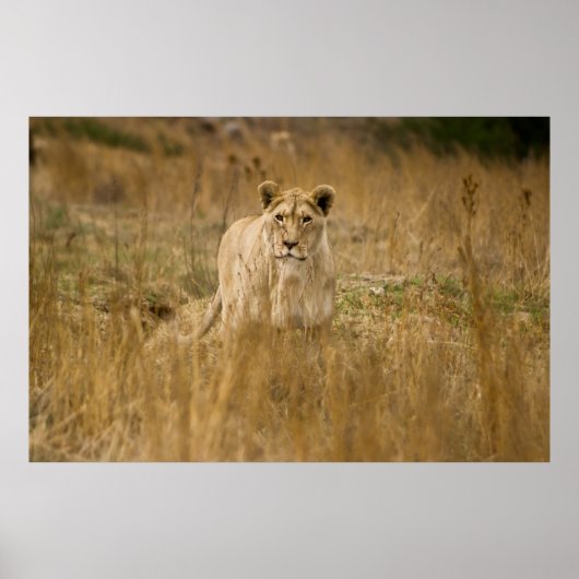 LIONEN IM GRASS POSTER (Vorne)