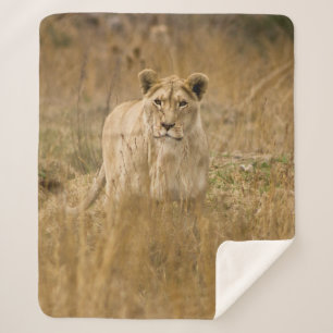 LIONEN IM GRASS SHERPADECKE