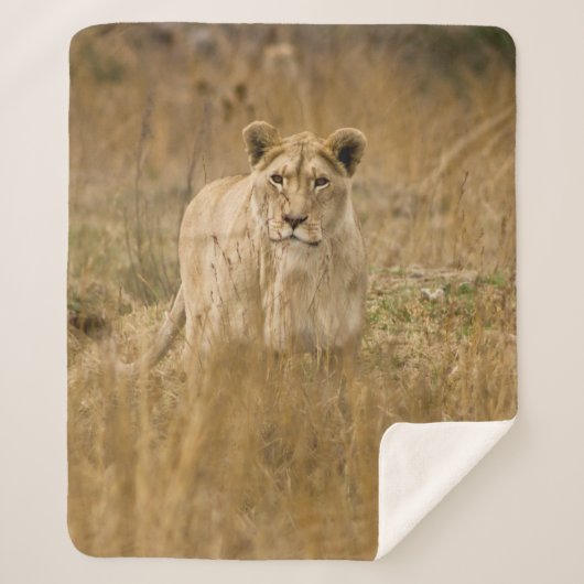LIONEN IM GRASS SHERPADECKE (Vorderseite)