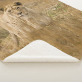 LIONEN IM GRASS SHERPADECKE (3/4)