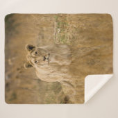 LIONEN IM GRASS SHERPADECKE (Vorderseite (Horizontal))