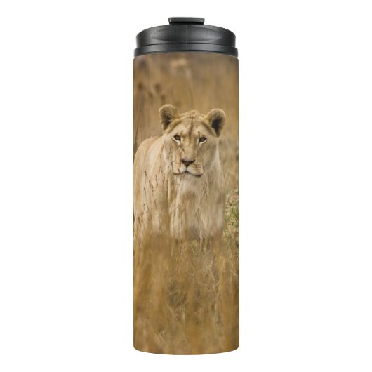 LIONEN IM GRASS THERMOSBECHER (Vorderseite)