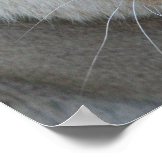 Lioness 007 poster (Ecke)