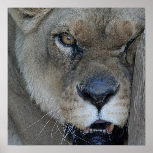 Lioness 007 poster (Vorne)