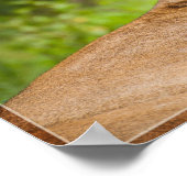 Lioness 2 poster (Ecke)