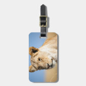 Lioness Against Blue Gepäckanhänger (Vorderseite vertikal)