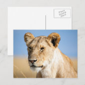 Lioness Against Blue Postkarte (Vorne/Hinten)