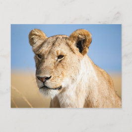 Lioness Against Blue Postkarte