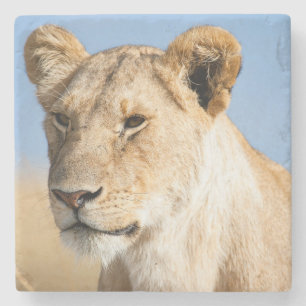 Lioness Against Blue Steinuntersetzer