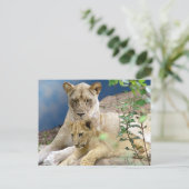 Lioness and Cube Postcard Postkarte (Stehend Vorderseite)