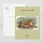 Lioness and Cubs, Felis leo Postkarte (Vorne/Hinten)