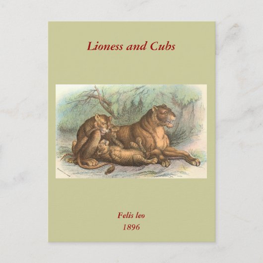 Lioness and Cubs, Felis leo Postkarte (Vorderseite)