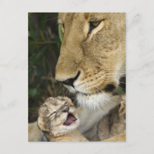 Lioness and Newborn (Begriffsklärung) Postkarte