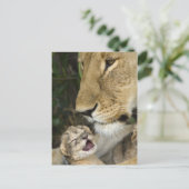 Lioness and Newborn Postkarte (Stehend Vorderseite)