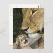 Lioness and Newborn Postkarte (Vorne/Hinten)