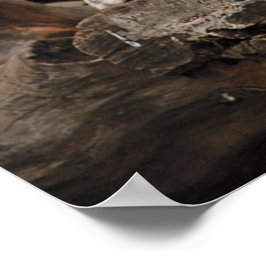 Lioness auf Baum Poster (Ecke)