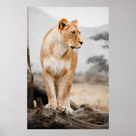 Lioness auf Baum Poster (Vorne)