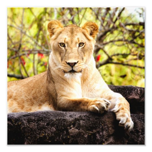 Lioness auf den Felsen Fotodruck (Vorne)