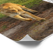 Lioness bei Masai Mara Inspiration Poster (Ecke)