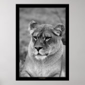 Lioness (BW-Version) Poster (Vorne)