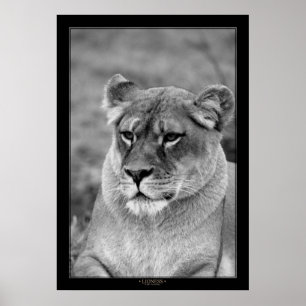 Lioness (BW-Version) Poster